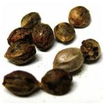 Семена марихуаны АК-47  (Seeds AK-47) в Туране